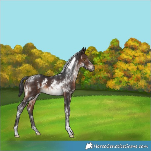 Horse Color:White Spotted Brown Tobiano Rabicano 