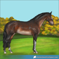 Horse Color:Brown Sabino Tobiano Rabicano 
