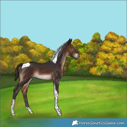 Horse Color:Brown Tobiano Rabicano 