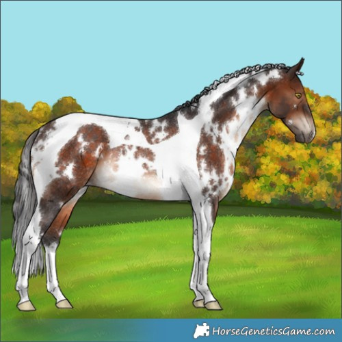 Horse Color:White Spotted Brown Tobiano Rabicano