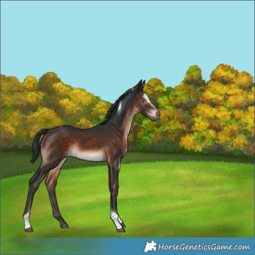 Horse Color:Brown Sabino Tobiano Rabicano 