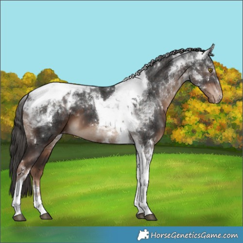 Horse Color:Liver Chestnut Tobiano Appaloosa