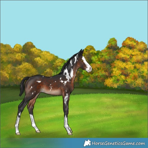 Horse Color:White Spotted Brown Splash Appaloosa 