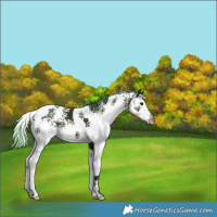 Horse Color:Watercolor White Spotted Midnight Bay Ice Tobiano 