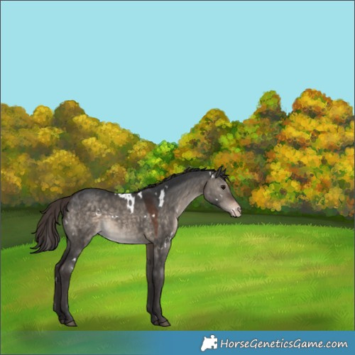 Horse Color:White Spotted Brown Dun Appaloosa 