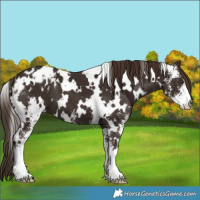 Horse Color:White Spotted Liver Chestnut Sabino Blanket 