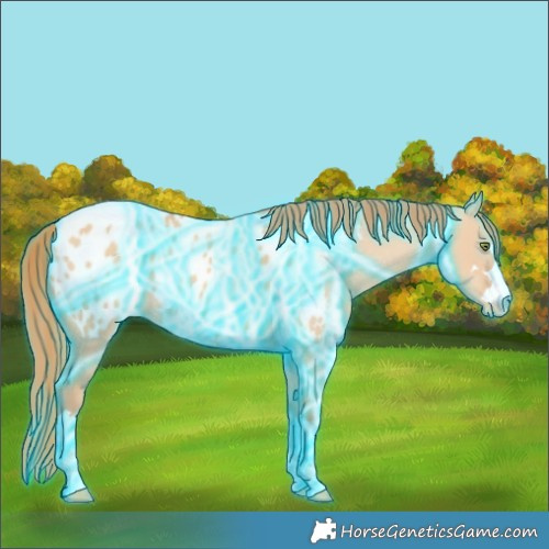Horse Color:Thunderstruck Gold Champagne Dun Appaloosa 