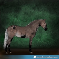 Horse Color:Void Platinum White Spotted Silver Bay Appaloosa Rabicano