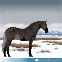Horse Color:Void Platinum White Spotted Silver Bay Varnish Rabicano 