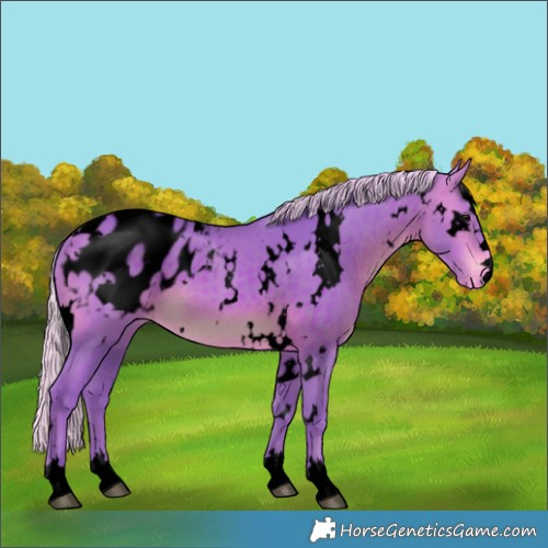 Horse Color:Void Watercolor White Spotted Silver Brown Appaloosa 