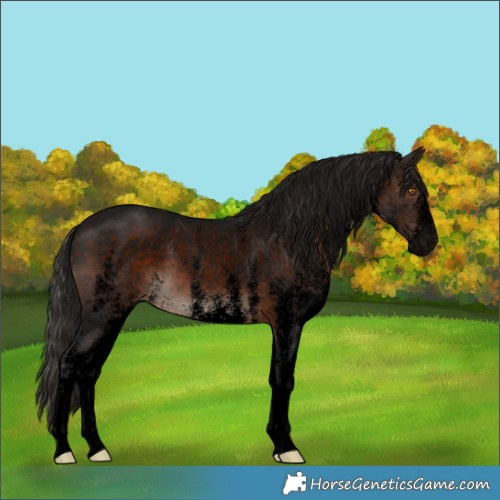 Horse Color:Void White Spotted Brown Mushroom Appaloosa 