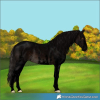 Horse Color:Void White Spotted Brown Mushroom Appaloosa 