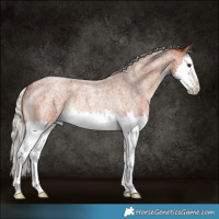 Horse Color:Silver Bay Roan Splash Rabicano 