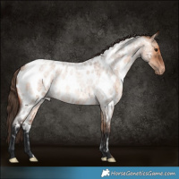 Horse Color:Bay Roan Dun Appaloosa Rabicano 