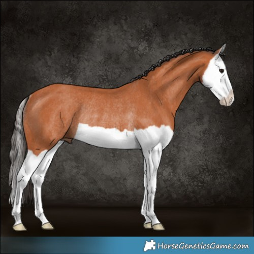 Horse Color:Bay Splash Rabicano 