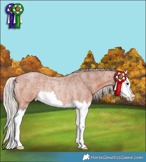 Horse Color:Silver Bay Roan Splash Rabicano 