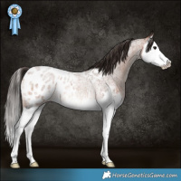 Horse Color:Bay Roan Splash Appaloosa Rabicano
