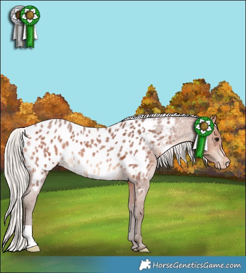 Horse Color:Silver Bay Roan Appaloosa 