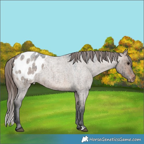 Horse Color:Brown Roan Dun Appaloosa Brindle 