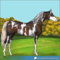 Horse Color:Liver Chestnut Mushroom Sabino 