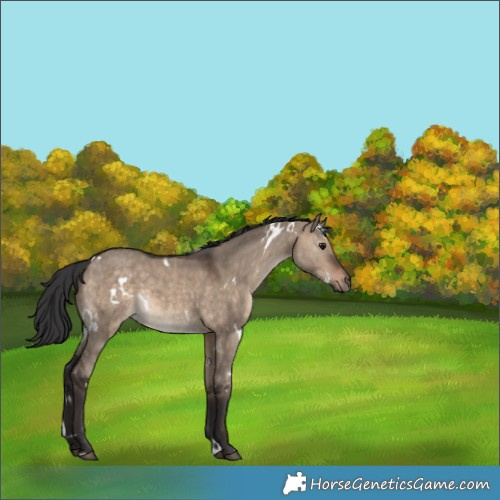 Horse Color:White Spotted Brown Dun Rabicano 