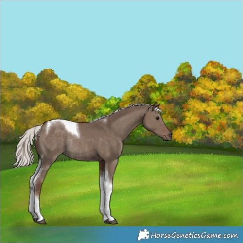 Horse Color:Silver Grullo Tobiano Rabicano 