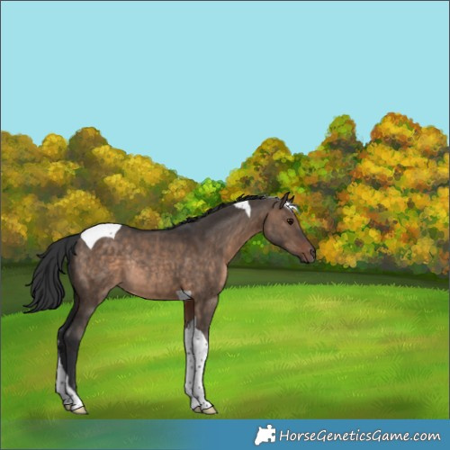 Horse Color:Brown Dun Tobiano Rabicano 