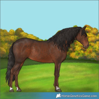 Horse Color:Liver Chestnut Rabicano 