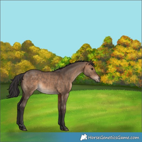 Horse Color:Brown Dun 