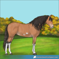 Horse Color:Bay Splash Frame