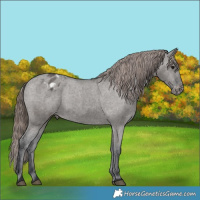 Horse Color:Grullo Varnish 