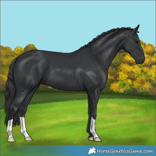 Horse Color:Black 