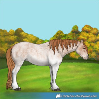 Horse Color:White Spotted Red Roan 