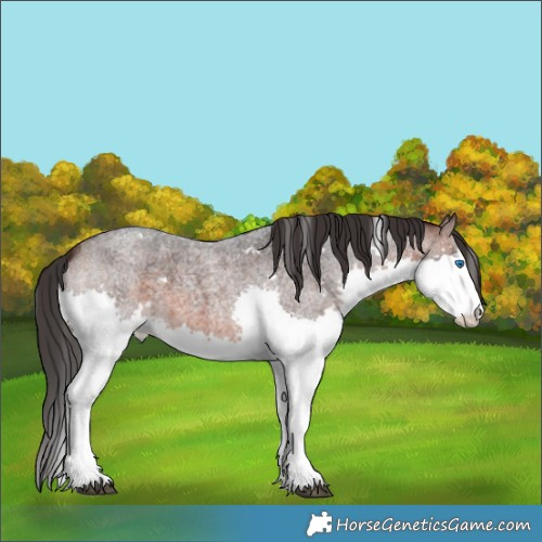 Horse Color:White Spotted Brown Roan Splash 