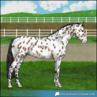 Horse Color:Brown Dun Near Leopard 