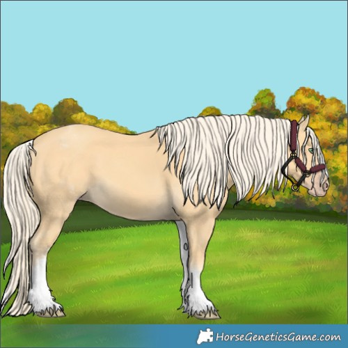 Horse Color:White Spotted Gold Cream Champagne 