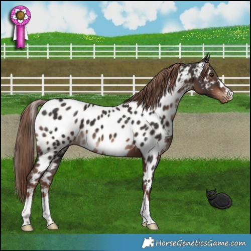 Horse Color:Liver Chestnut Appaloosa 