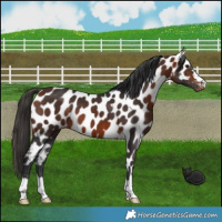 Horse Color:Bay Appaloosa 