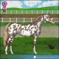 Horse Color:Liver Red Dun Appaloosa 
