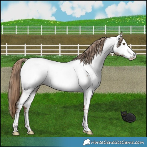 Horse Color:Liver Red Dun Near Fewspot 