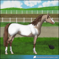 Horse Color:Liver Red Dun Snowcap 