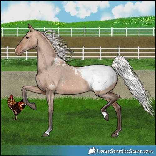 Horse Color:Silver Brown Dun Appaloosa 