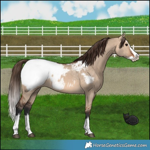 Horse Color:Bay Dun Splash Appaloosa 