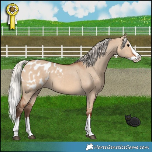 Horse Color:Silver Bay Dun Splash Appaloosa 