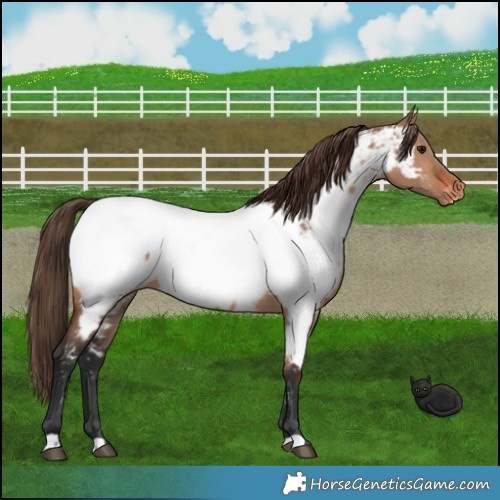 Horse Color:Brown Dun Appaloosa 