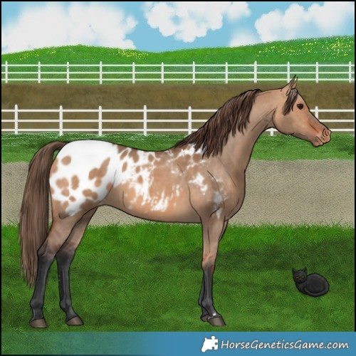 Horse Color:Bay Dun Appaloosa 