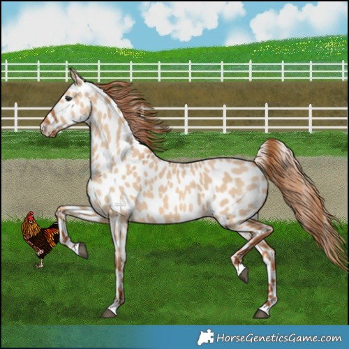 Horse Color:Red Dun Appaloosa 