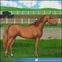 Horse Color:Chestnut 