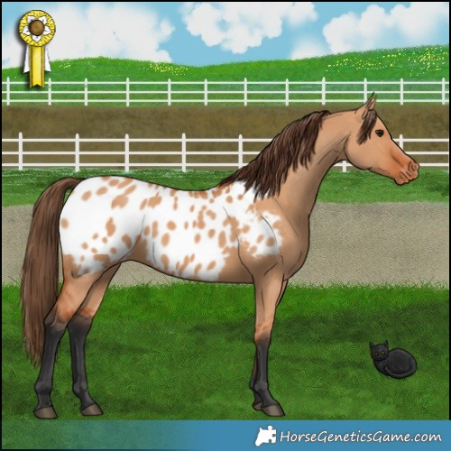 Horse Color:Bay Dun Appaloosa 