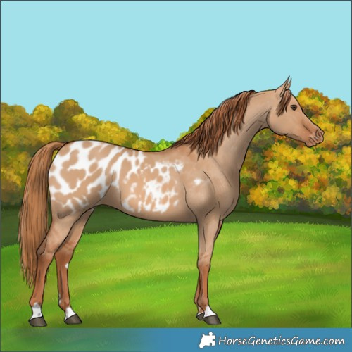 Horse Color:Red Dun Appaloosa 